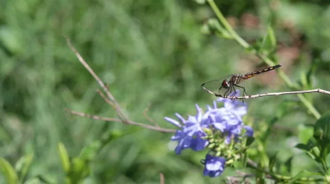 Black Dragonfly Profile Stock Footage 704175