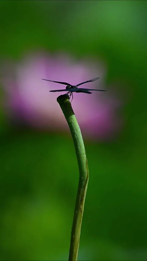 Black Dragonfly Silhouette Perched on Stem with Soft Pink Lotus Flower Vídeo Stock 329756723
