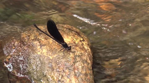 Black dragonfly stand on the stone in the river. Stock Footage 68260767