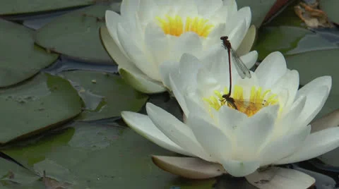 Black dragonflys mating on blossom of a  white nymphaea Stock Footage 24805933