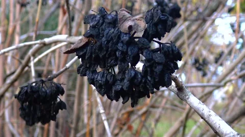 Black dried leaves, on a tree in the garden Stock Footage 233617293