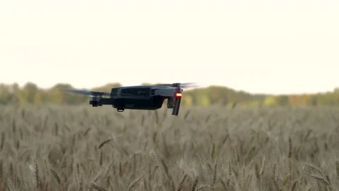 A black drone flies over a wheat field. Field of wheat Stock Footage 157318910