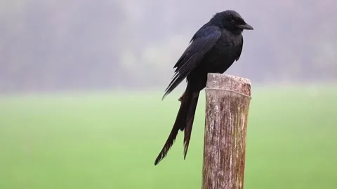 A black drongo on a bamboo pole, tail swaying in the wind Stock Footage 317867714