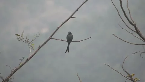 A black Drongo bird on branch Stock Footage 273031549