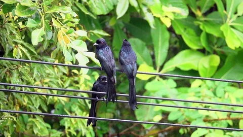 Black Drongo Bird (Dicrurus Macrocercus) Sitting on Electric Power Line Wires Stock Footage 91583292