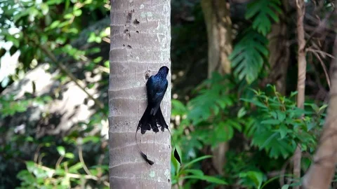 Black Drongo Bird (Dicrurus Macrocercus) Eating Insects on Tree Stock Footage 106077209