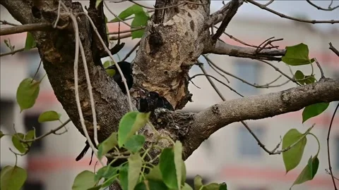 Black Drongo bird feeding her chicks in a tree, a testament to the nurturin.. Stock Footage 271587633