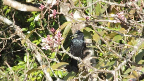 Black Drongo bird Stock Footage 87276716