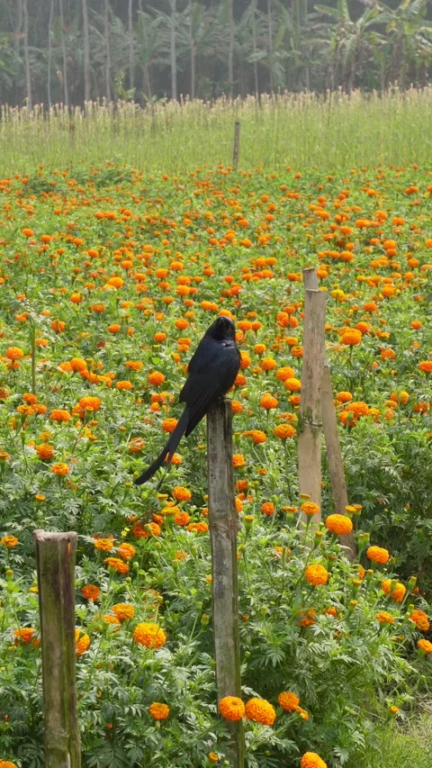 Black Drongo Bird Stock-Footage 333906065