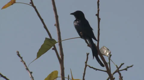 Black Drongo Bird with Forked-tail in India Vidéo 38493336