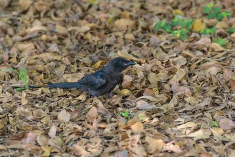 Black Drongo Bird on a ground Foto stock