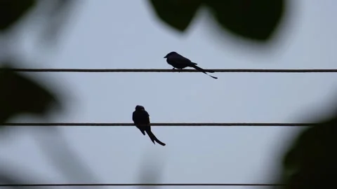 Black drongo bird from India Stock Footage 274371624