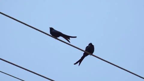 Black drongo bird from India Stock Footage 274371628