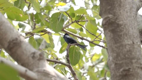 Black drongo bird from India Stock Footage 274371632