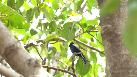 Black drongo bird from India Stock Footage 274371634