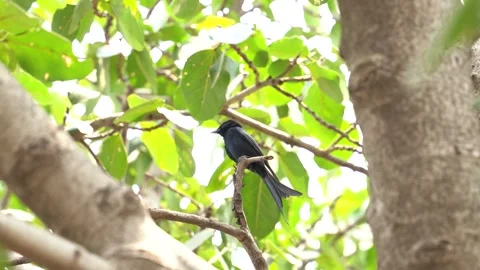 Black drongo bird from India Stock Footage 274371643