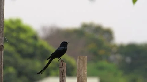 Black drongo bird from India Stock Footage 274371645