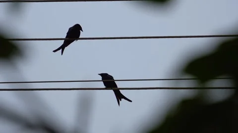 Black drongo bird from India Stock Footage 274371648