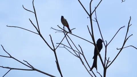 Black drongo bird from India Stock Footage 274371650