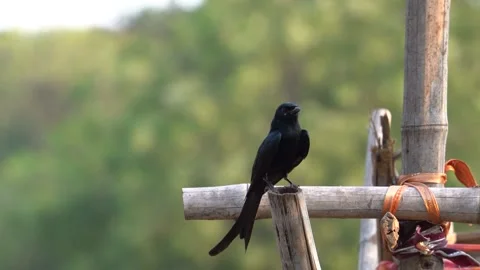 Black drongo bird from India Stock Footage 274371658