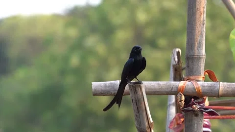Black drongo bird from India Stock Footage 274371662