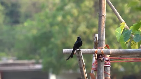 Black drongo bird from India Stock Footage 274371664