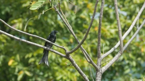 Black drongo bird jumping on the tree Stock Footage 68998953