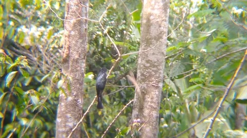 Black Drongo Bird Perched Between Trees Then Flying Away in Forest 4K Video stock 347182609
