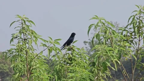Black Drongo Bird Perched on Green Plant in Natural Habitat Stock Footage 325956654