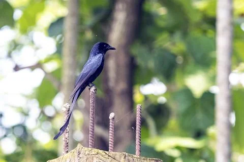 A Black Drongo Bird Perched On Rusty Rebar Post In Lush Green Forest Setting Stock Photos