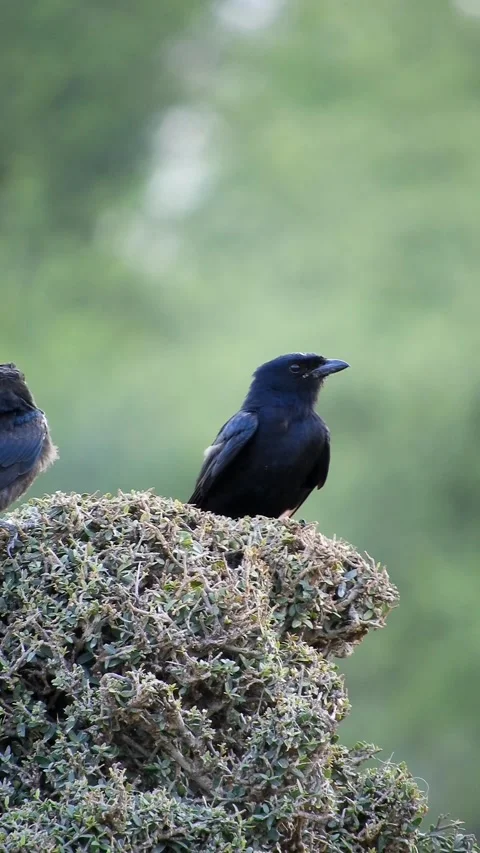 Black Drongo Bird Perching On Bushes - 4k Vertical Footage Stock Footage 340357352