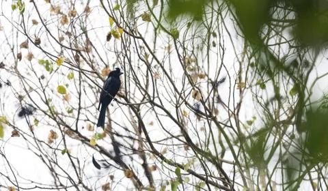 Black drongo bird Stock Photos