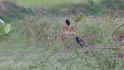 Black drongo bird relaxing on the tree branch Stock Footage 74101684