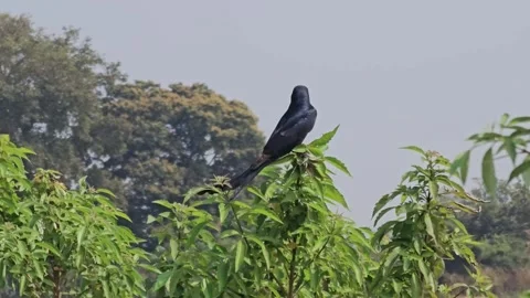 Black Drongo Bird Sitting Among Green Shrubs Stock Footage 325956739