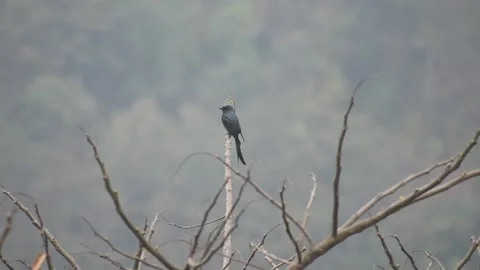 A black drongo bird sitting on branch Stock Footage 273493645