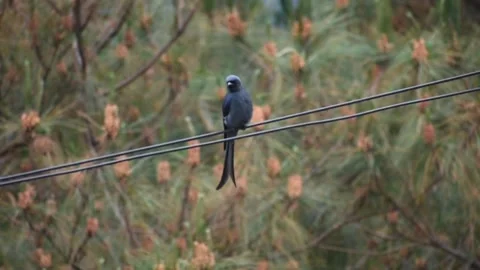 A black drongo bird sitting Stock Footage 273031832