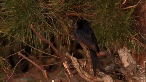 Black Drongo Bird Sitting on a tree Video stock 86226154