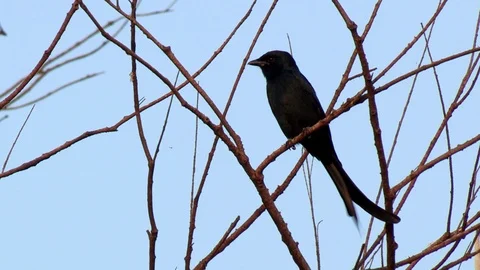 Black Drongo Bird Sitting on a Tree Video stock 86628030