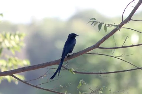 Black drongo bird sitting on a tree branch, forest background Foto stock