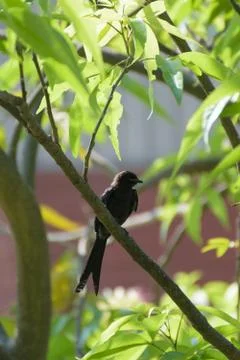 Black Drongo Bird on a tree Stock-Fotos
