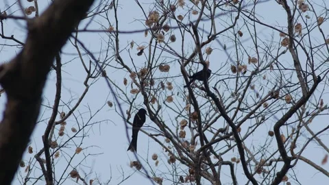 Black Drongo Birds Perched on Bare Branches Stock Footage 328206293