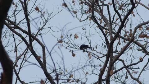 Black Drongo Birds Perched on Bare Branches Stock Footage 328206300