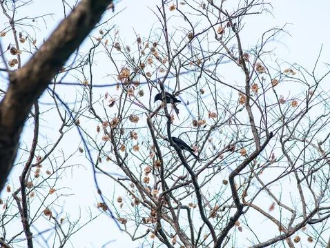 Black Drongo Birds Perched on Bare Branches with Seed Pods - Black Songbird.. Foto stock
