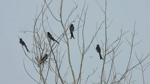 Black Drongo -birds in - tree - relaxing  . Stock Footage 252566862