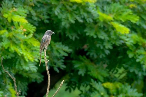 Black Drongo on the branch of the tree Stock Photos