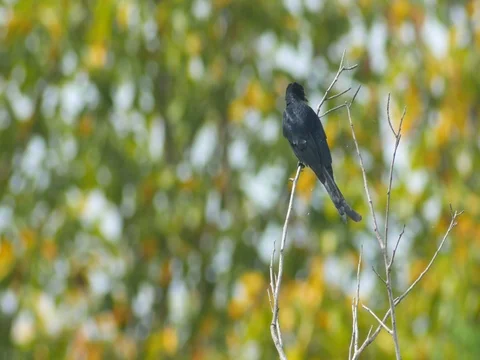 Black drongo cleaning its wing Stock Footage 80581714