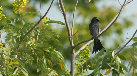 Black drongo cleaning its wings Stock Footage 68174271