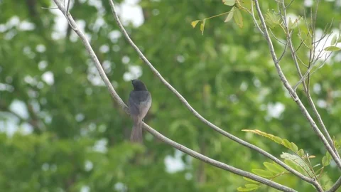 Black drongo cleaning its wings on the tree branch Stock Footage 76093521