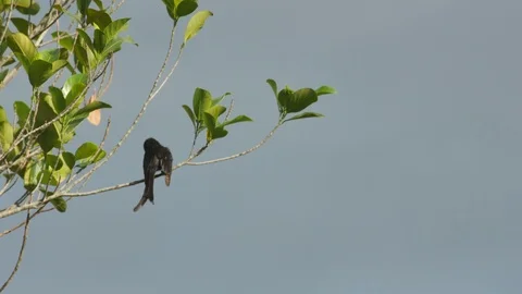 Black Drongo cleaning its wings 스톡 동영상 109228367