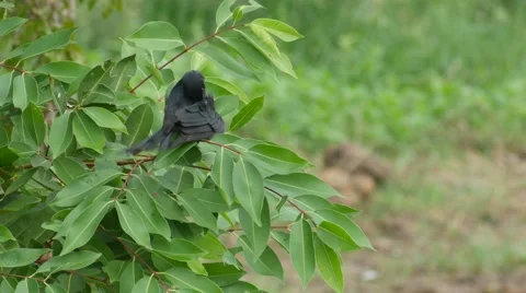 Black drongo cleaning wing on tree Stock Footage 68586705